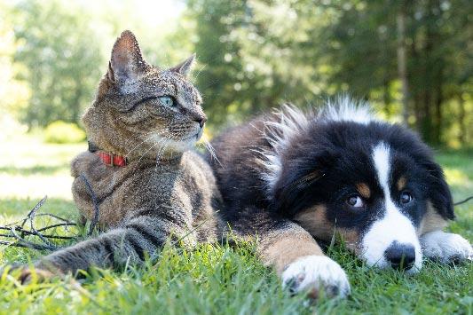 Cat and Dog in Field-2